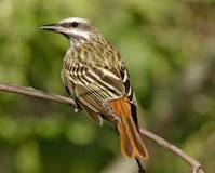 Flycatcher found at Hacienda Chichen, Myodynastes luteiventris, 